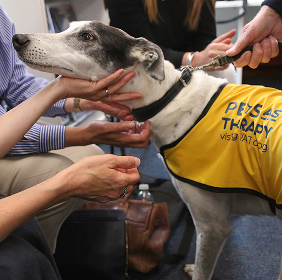 People at a North Cotswolds community hub pat a dog from the charity Pets as Therapy