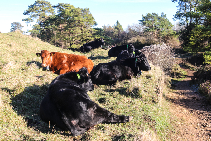 Cattle lying down resting on the grass on Painswick Beacon